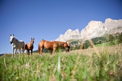 1_Rosengarten_3cEggental-Tourismus-Alex-Filz